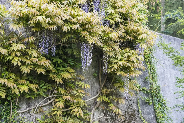 Flowering climbing plants Wisteria, purple bunches of flowers