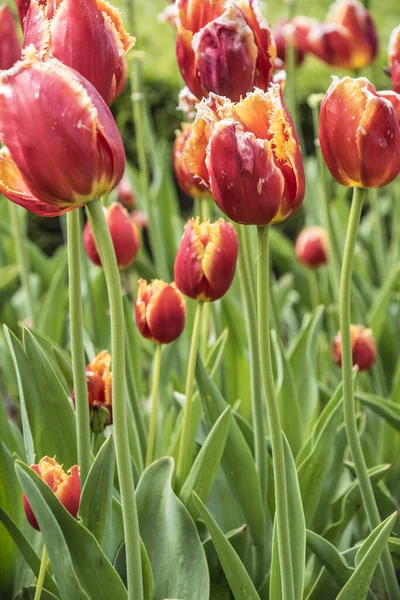 Gruppe roter Tulpen, die vom Sonnenlicht beleuchtet werden. weicher selektiver Fokus, frühlingshafter Hintergrund — Stockfoto