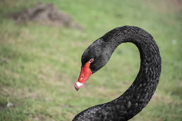 Cisne negro australiano, Cygnus atratus, retrato. Primer plano de cabeza de cisne negro con pico rojo y ojos — Foto de Stock