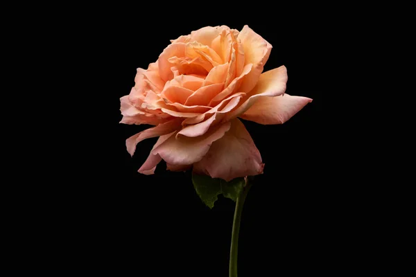 Rose flower closeup. Shallow depth of field. Spring flower of orange rose — Stock Photo, Image