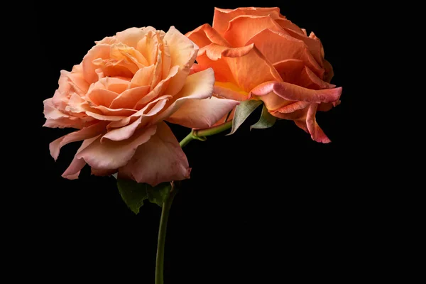Rose flower closeup. Shallow depth of field. Spring flower of orange ro — Stock Photo, Image