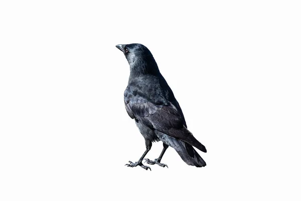 Common Raven - izolované na bílém pozadí — Stock fotografie