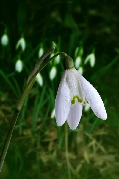 Białe Źródła Śniegu Kamiennym Niewyraźnym Tle Galanthus Nivalis Wiosenne Kwiaty — Zdjęcie stockowe