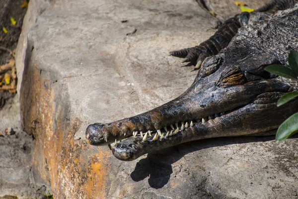 Uma Foto Close Crocodilo Água Salgada Crocodylus Porosus Também Conhecido — Fotografia de Stock
