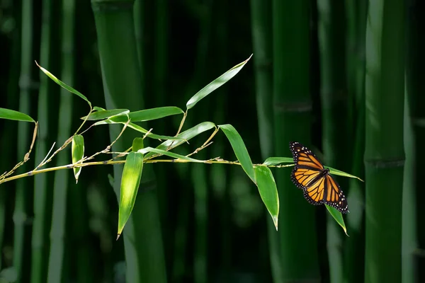 Bambu Yaprakları Ile Kelebek Bambu Ormanında Yeşil Doğa Arka Planda — Stok fotoğraf