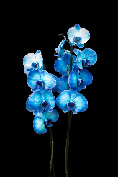 Schöne Blaue Orchidee Ohne Hintergrund Hellblaue Orchideenblüten Isoliert Auf Schwarzem — Stockfoto