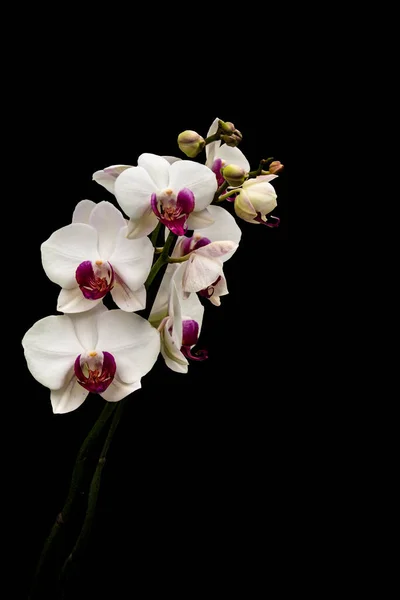 Елегантна Біла Орхідея Квітка Phalaenopsis Ізольована Чорному Тлі — стокове фото