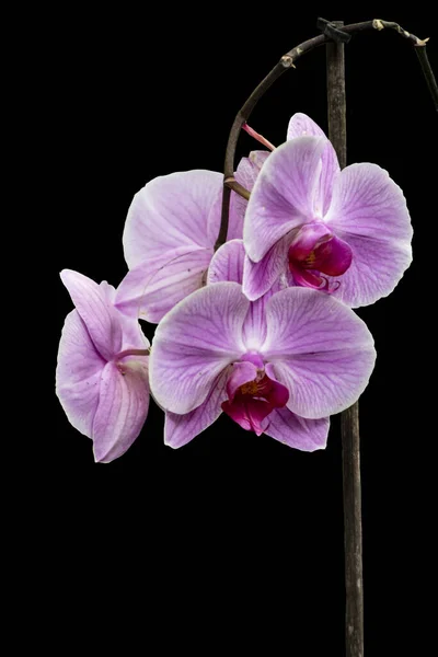 Orquídea Rosa Elegante Flor Orquídea Phalaenopsis Isolada Fundo Preto — Fotografia de Stock