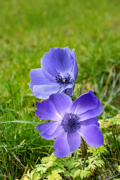 Piękny Fioletowy Niebieski Anemon Kwiaty Ogrodzie Wiosna — Zdjęcie stockowe