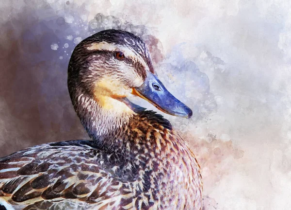 Portrait of a female wild duck, watercolor painting. Bird illustration.