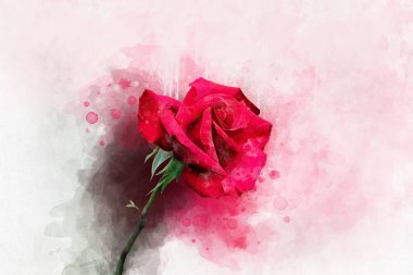 Canlı kırmızı bir gül çiçeğinin suluboya çizimi. Botanik sanatı. Tebrik kartı ya da düğün davetiyesi için dekoratif unsur