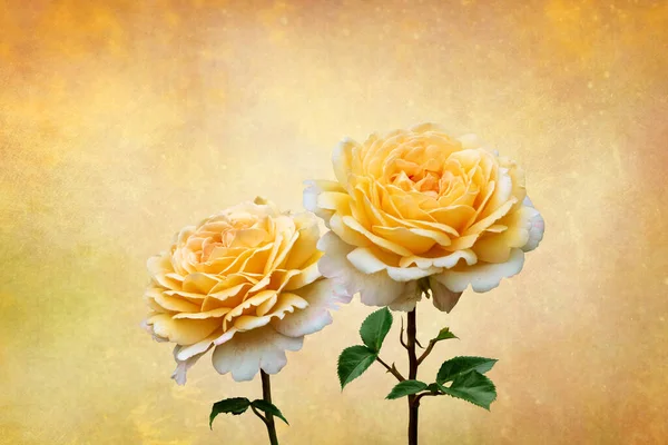 Rosas Amarillas Flores Primaverales Veraniegas Cerca Bodegón Sobre Fondo Vintage — Foto de Stock