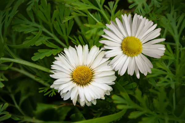 Närbild Vilda Tusensköna Blommor Romantisk Vit Tusensköna Blomma Solig Sommardag — Stockfoto