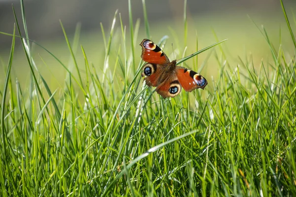 Hierba Verde Con Mariposa Paisaje Primavera Perfecto Para Fondo — Foto de Stock