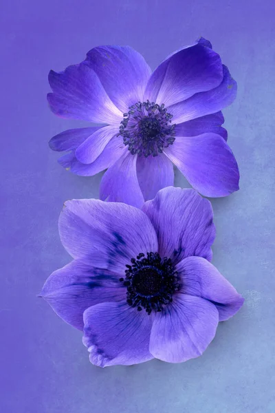 Schöne Violettblaue Anemonenblüten Isoliert Auf Einem Vintage Hintergrund — Stockfoto