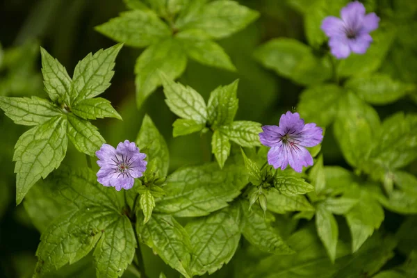 Kwiaty Wiązanego Żurawia Geranium Nodosum — Zdjęcie stockowe