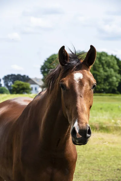 Cavallo Bruno Natura Ritratto Cavallo Bruno — Foto Stock