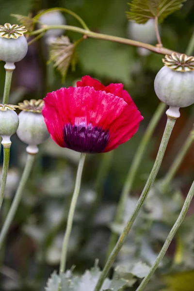 Closeup Red Decorative Poppy Flower Poppies Blooming Garden — Stock Photo, Image