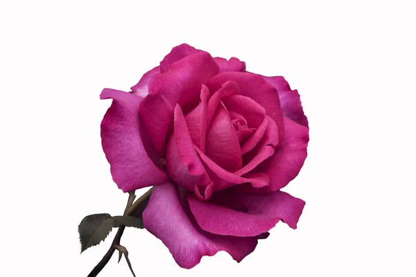 Rose Flower Closeup Shallow Depth Field Spring Flower Pink Rose — Stock Photo, Image