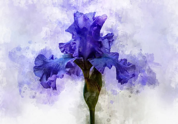 Blue iris flower, painted with watercolor. Botanical illustration