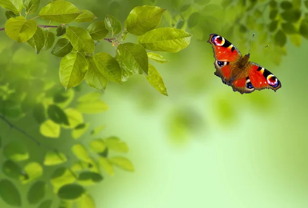 Rama Árboles Con Hojas Verdes Mariposa Día Soleado Primavera — Foto de Stock