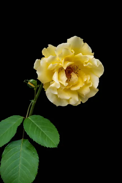 Rose flower closeup. Shallow depth of field. Spring flower of yellow rose isolated on black background