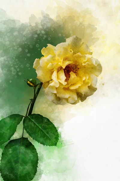 鮮やかな黄色のバラの花の水彩画 植物画 グリーティングカード又はウェディング招待状の装飾要素 — ストック写真