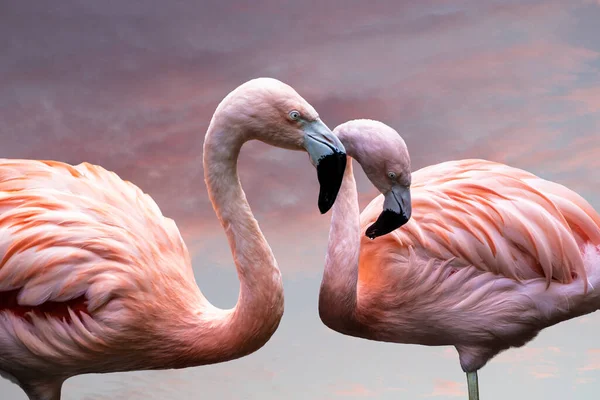 Flamingos Americanos Flamingo Americano Phoenicopterus Ruber Uma Grande Espécie Flamingo — Fotografia de Stock