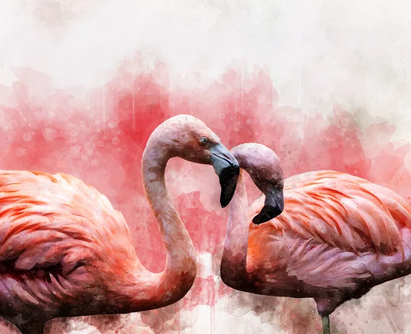 Retrato Dois Flamingos Pintura Aquarela Flamingos Vermelhos Phoenicopterus Ruber Ilustração — Fotografia de Stock