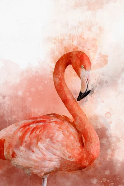 Retrato Flamingo Pintura Aquarela Flamingo Vermelho Phoenicopterus Ruber Ilustração Zoológica — Fotografia de Stock