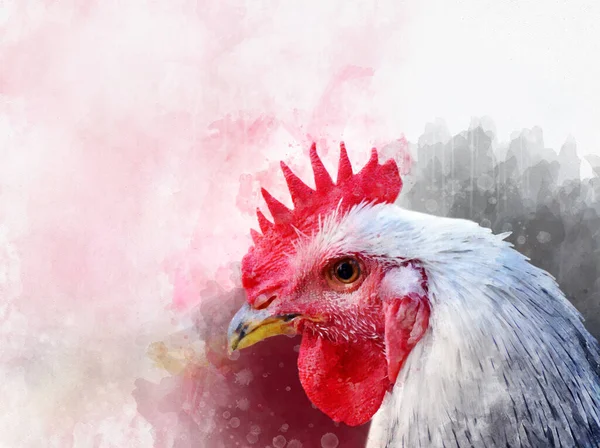 Akvarell Kyckling Handritad Akvarell Kuk Fågel Illustration — Stockfoto