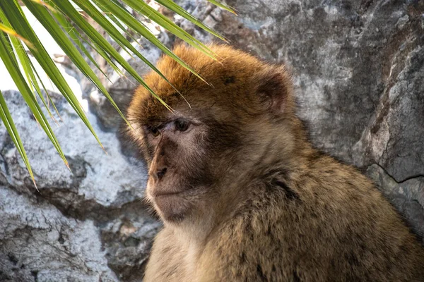 Macaco Barbaro Macaca Sylvanus Anche Scimmia Verme Barbaro Trovato Nelle — Foto Stock
