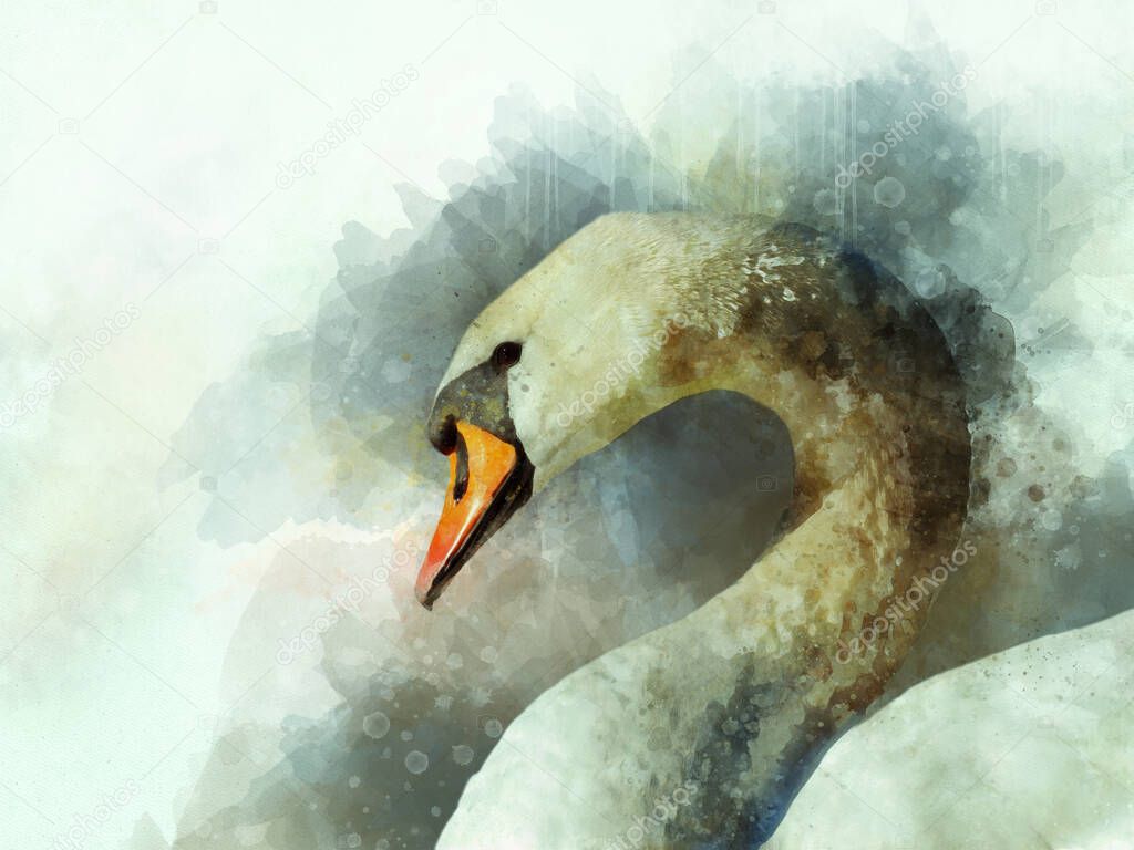 Watercolor illustration of a white swan on a white background. Bird illustration.