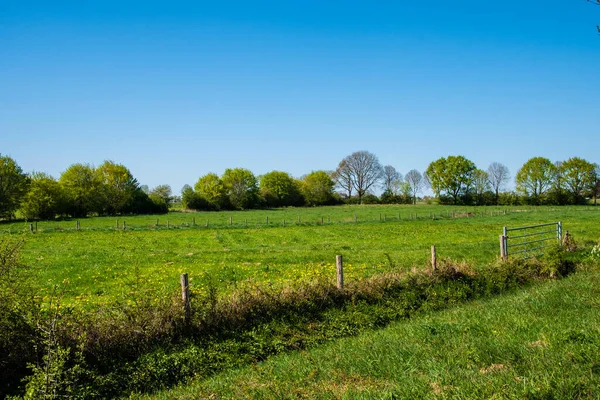 Frühlingsmorgen Holländischer Landschaft Agrarlandschaft Kiefernwald Der Nähe Der Grünen Wiese — Stockfoto