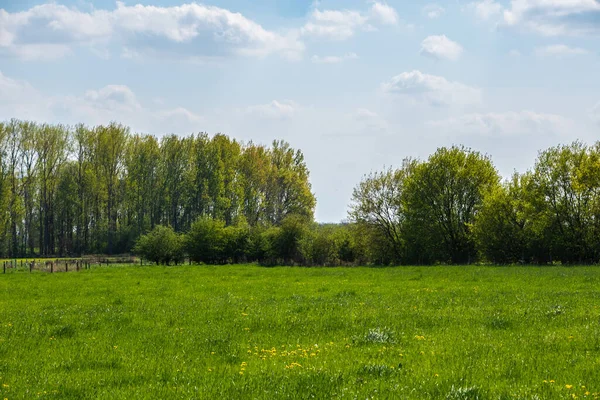 Frühlingsmorgen Holländischer Landschaft Agrarlandschaft Kiefernwald Der Nähe Der Grünen Wiese — Stockfoto