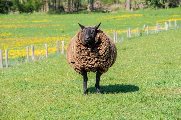 晴れた日に牧草地で茶色の羊 — ストック写真