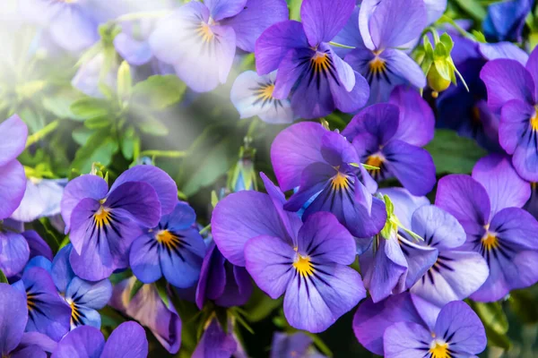 Flores Púrpura Com Pansy Sol Macro Imagens Rostos Flores Primavera — Fotografia de Stock