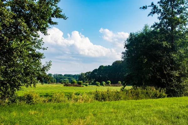 Holländische Sommerlandschaft Mit Grünem Gras Und Wolkenlosem Blauen Himmel — Stockfoto