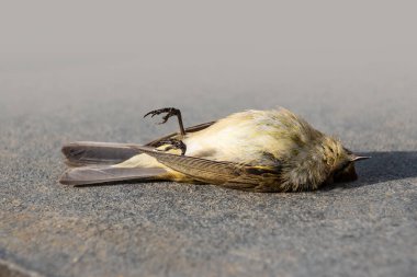 Yolun kenarında ölü bir Chiffchaff (Phylloscopus collybita) bulunur. Kuş hastalıktan öldü..