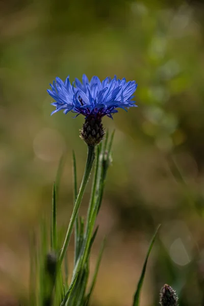 Bleuet Centaurea Cyanus Asteraceae Bleuet Herbe Fleur Bouton Célibataire Dans — Photo