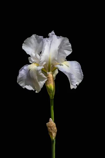 Bílá Duhovka Květiny Izolované Černém Pozadí — Stock fotografie