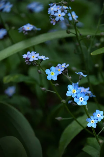 Nie Zapominaj Kwiatach Trawach Skorpiona Pamiętaj Mnie Myosotis Latifolia Kwiaty — Zdjęcie stockowe