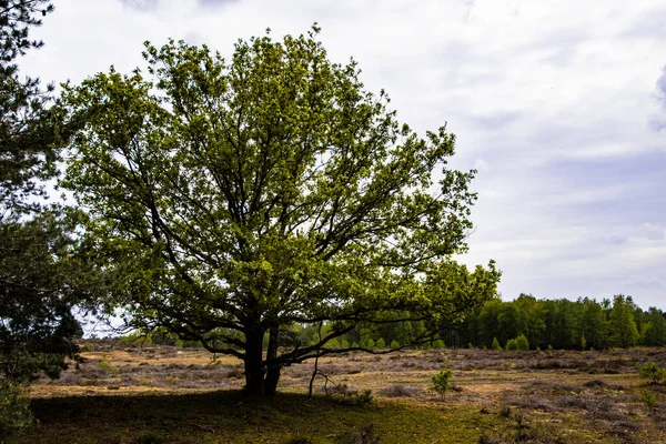 Nahaufnahme Eines Großen Alten Baumes — Stockfoto