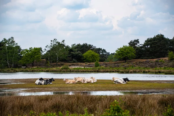 Herd Cows Watering Place — Stock Photo, Image