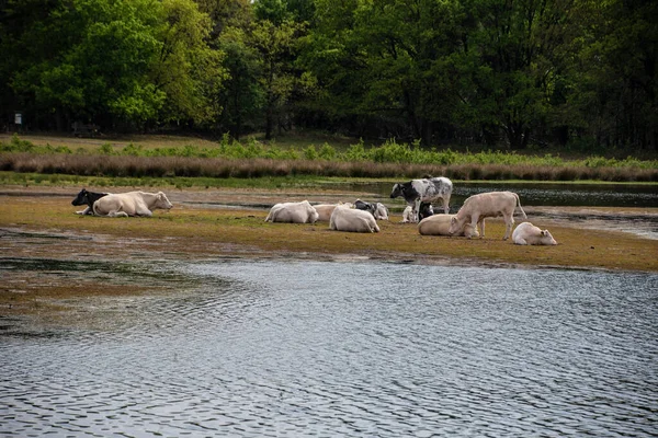 Herd Cows Watering Place — Stock Photo, Image