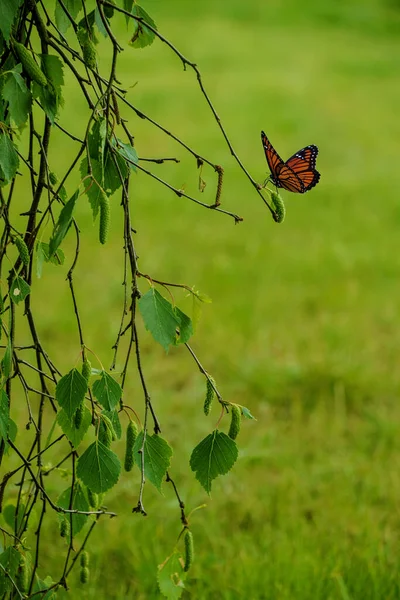 Contexte Naturel Jeunes Feuilles Bouleau Vert Avec Papillon — Photo