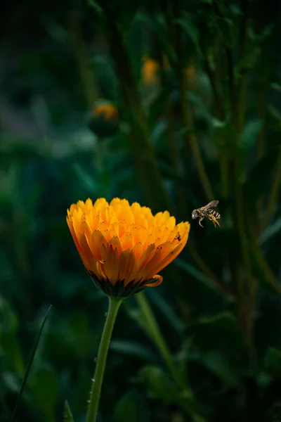 Caléndula Flor Caléndula Hoja Sobre Fondo Verde Natural Verano Caléndula — Foto de Stock