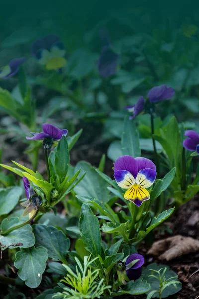 Robusto Florescente Pansy Jardim Com Pétalas Roxas Brancas Pansy Híbrido — Fotografia de Stock