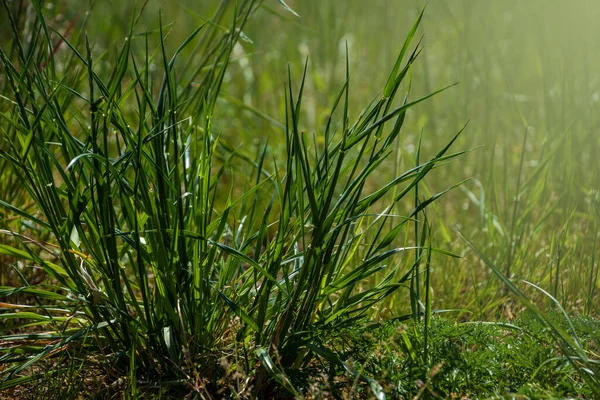 Sommer Gras Hintergrund Nahaufnahme Von Frischem Hellgrünem Gras — Stockfoto