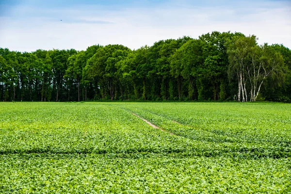 Jordbrukslandskap Med Grönsaksodlingar Nederländerna Odla Ekologiska Grönsaker Ute Fältet — Stockfoto